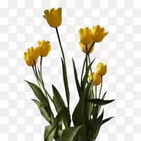 郁金香切花花瓣郁金香-空若网 郁金香切花花瓣郁金香-空若网