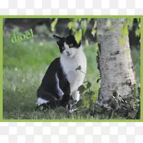 胡须猫动物尾巴野生动物-猫-空若网 胡须猫动物尾巴野生动物-猫-空若网