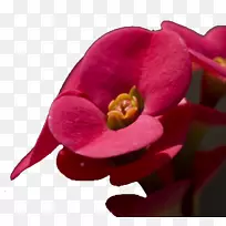 花草刺花椒插画-植物-空若网 花草刺花椒插画-植物-空若网