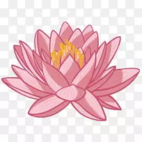 Nelumbo nucifera��ֲͨ�ﻨ��-������