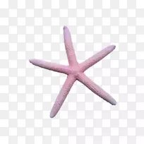 海星身饰-海星-空若网 海星身饰-海星-空若网