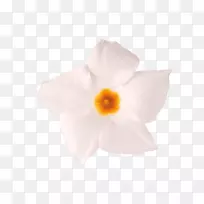 开花植物-芒德山庄-空若网 开花植物-芒德山庄-空若网