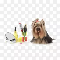 宠物看护马耳他狗波士顿猎犬法国斗牛犬约克郡猎犬-空若网 宠物看护马耳他狗波士顿猎犬法国斗牛犬约克郡猎犬-空若网