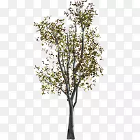 ��֦���������-��-������