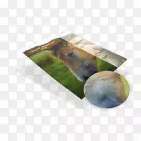 鼻部-空若网 鼻部-空若网