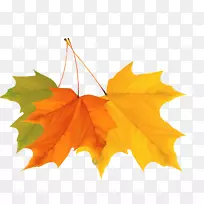 枫叶秋-彩色秋叶设计载体材料-空若网 枫叶秋-彩色秋叶设计载体材料-空若网