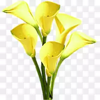 花束-花-空若网 花束-花-空若网