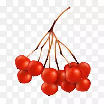 �����Ҷ-��ɫ��Ҷ����������-������