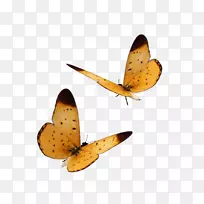 历史飞蛾网页-蝴蝶框架-空若网 历史飞蛾网页-蝴蝶框架-空若网