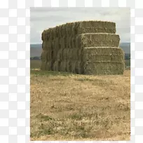 ÒûÓõ¾²Ý¸É²Ý-¿ÕÈôÍø ÒûÓõ¾²Ý¸É²Ý-¿ÕÈôÍø