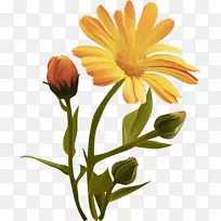 普通向日葵切花-空若网 普通向日葵切花-空若网