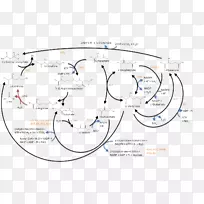 鸟氨酸、谷氨酰胺、谷氨酸、精氨酸、天冬氨酸-空若网 鸟氨酸、谷氨酰胺、谷氨酸、精氨酸、天冬氨酸-空若网