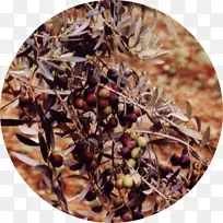 ʳƷ�䷽-vemto-������