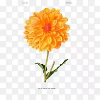 ֲ��ѧ��ͼֲ�ﻨ�žɷ�װ��������-������