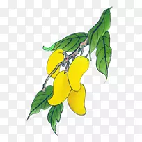 芒果奥格里斯插图-手绘芒果-空若网 芒果奥格里斯插图-手绘芒果-空若网