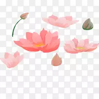 nelumbo nucifera������ļ�-Lotus��-������