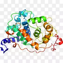 蔬菜有机体系列剪贴画-白灵侧耳-空若网 蔬菜有机体系列剪贴画-白灵侧耳-空若网