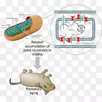 ������dnaͻ������������ϻ�-������