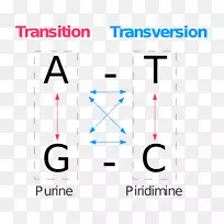 ��ͻ��ת���Ŵ�-������