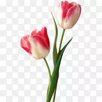 郁金香花-质地郁金香PNG材料-空若网 郁金香花-质地郁金香PNG材料-空若网