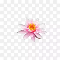 莲花花瓣-莲花创意-空若网 莲花花瓣-莲花创意-空若网