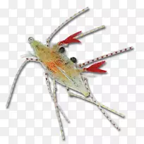 昆虫象虫-软壳蟹-空若网 昆虫象虫-软壳蟹-空若网