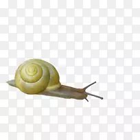 蜗牛正交昆虫-蜗牛图像-空若网 蜗牛正交昆虫-蜗牛图像-空若网