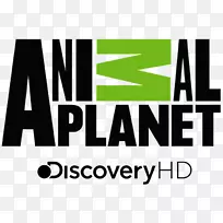 动物星球猫电视频道发现公司。-猫-空若网 动物星球猫电视频道发现公司。-猫-空若网