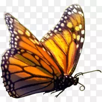 帝王蝴蝶昆虫-卡通蝴蝶-空若网 帝王蝴蝶昆虫-卡通蝴蝶-空若网