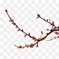 桃花枝-空若网 桃花枝-空若网