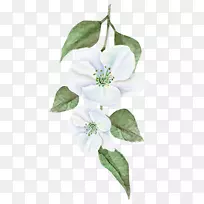 水彩画插图-花叶-空若网 水彩画插图-花叶-空若网