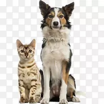 养猫宠物兽医武林农场养猫-空若网 养猫宠物兽医武林农场养猫-空若网