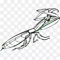 昆虫螳螂-空若网 昆虫螳螂-空若网