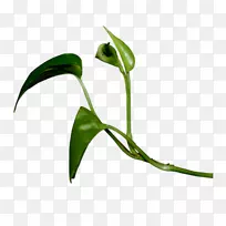 博客ico google图片图标-春天绿叶-空若网 博客ico google图片图标-春天绿叶-空若网