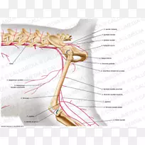 神经系统肌肉解剖肌肉系统-窝动脉-空若网 神经系统肌肉解剖肌肉系统-窝动脉-空若网