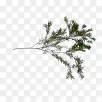 小枝草,植物茎叶科-Sketchup-空若网 小枝草,植物茎叶科-Sketchup-空若网