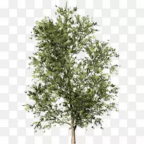 Szálka树枝剪贴画树-空若网 Szálka树枝剪贴画树-空若网