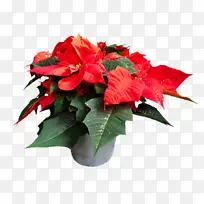 һƷ��廨����-������