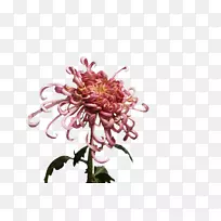 免费菊花-菊花实物产品-空若网 免费菊花-菊花实物产品-空若网