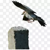 云雀下载-云雀翅膀-空若网 云雀下载-云雀翅膀-空若网