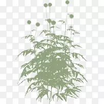 植物茎叶开花植物草叶-空若网 植物茎叶开花植物草叶-空若网