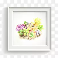 肉质植物色植物-空若网 肉质植物色植物-空若网