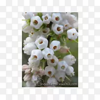 欧洲蓝莓越橘花-空若网 欧洲蓝莓越橘花-空若网