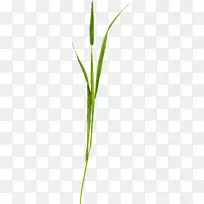 小枝草植物茎叶近距离-美丽的绿草-空若网 小枝草植物茎叶近距离-美丽的绿草-空若网