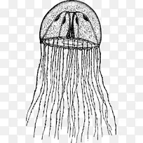 ˮĸ������-�ɰ���ˮĸ-������