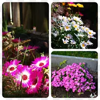 花卉设计花束野花设计-空若网 花卉设计花束野花设计-空若网