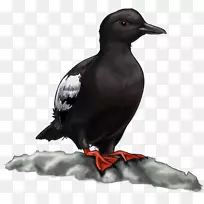 新喀里多尼亚乌鸦阿拉斯加艺术博客-空若网 新喀里多尼亚乌鸦阿拉斯加艺术博客-空若网