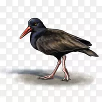 Haematopus博客艺术爱好者-人-空若网 Haematopus博客艺术爱好者-人-空若网