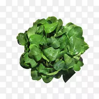 �߲�ũҵ���ײ�Ӫ��ʳƷ-�߲�-������