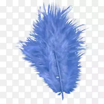 钴蓝羽毛-空若网 钴蓝羽毛-空若网
